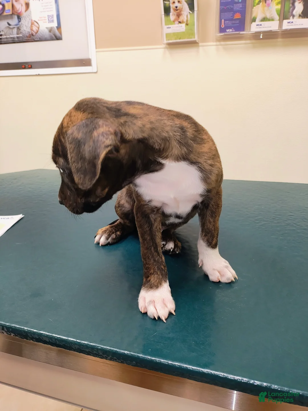 Mixed Breed dogs for sale: Goose  - Ad 1