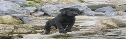 Labrador Retriever dogs for sale: Sally Labrador Retriever  - Ad 4