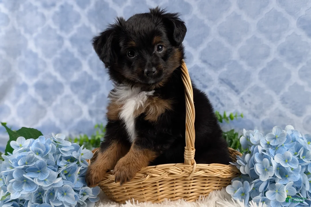 Toy Australian Shepherd dogs for sale: Bronson - Ad 12