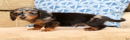 Miniature Dachshund dogs for sale: Todd - Ad 2