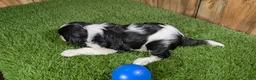 Cavalier King Charles Spaniel dogs for sale: Gracie Boy 1 - Ad 5