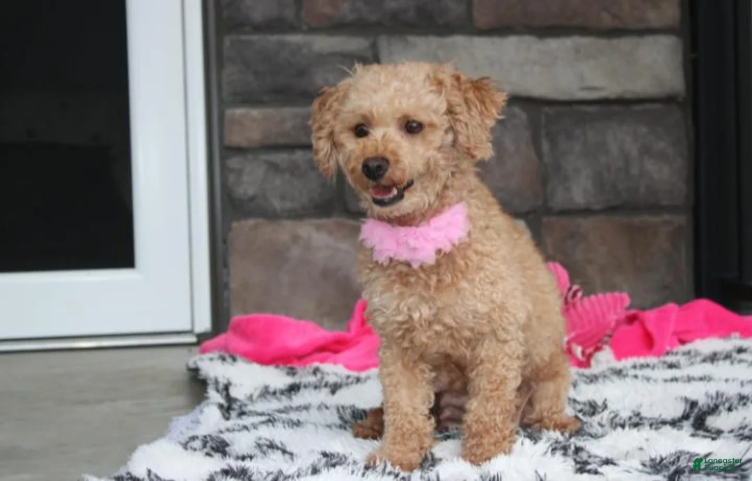 Bichpoo dogs for sale: Sugar - Ad 8
