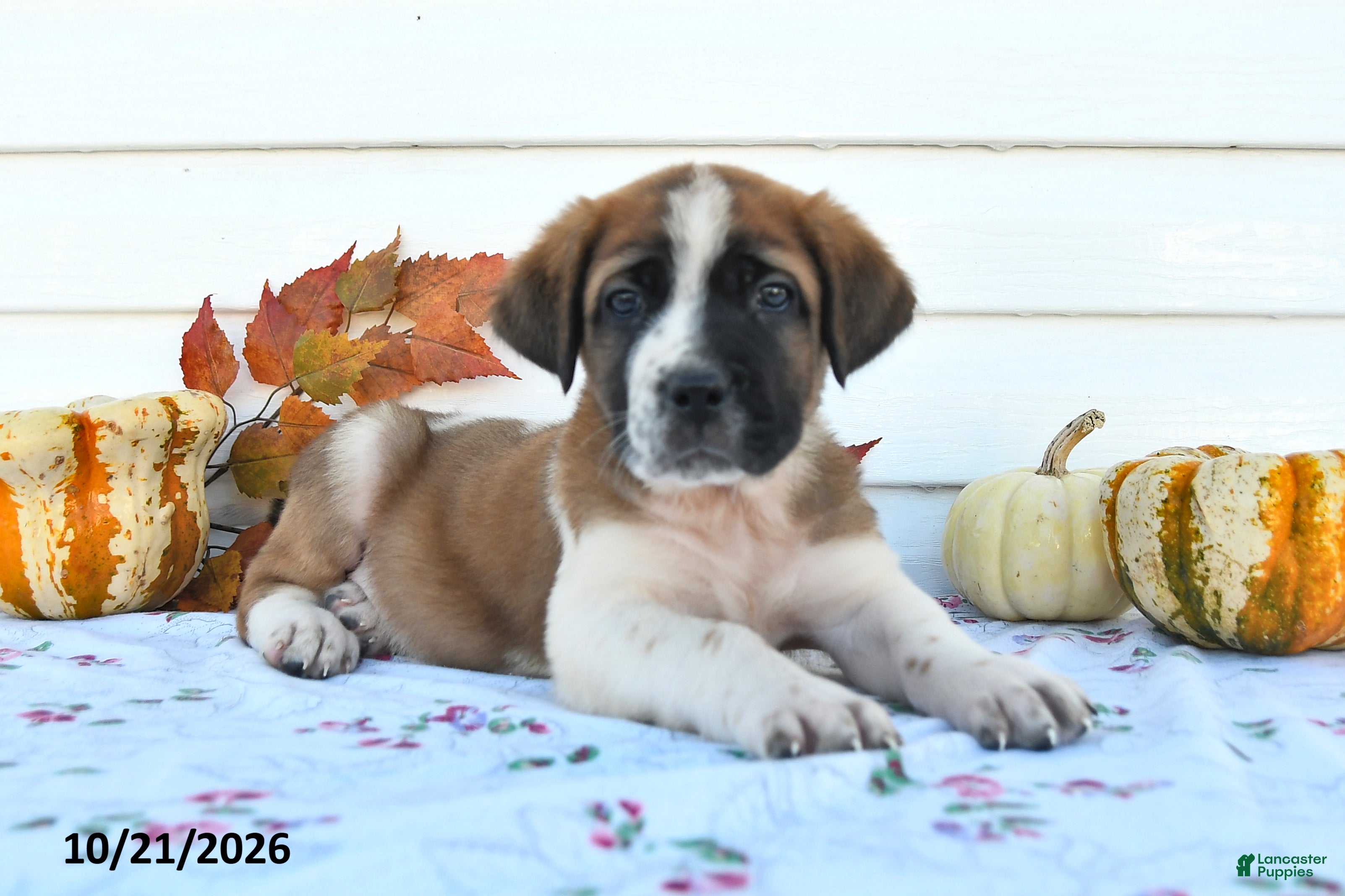 Saint Bernard dogs Dori - Ad 2