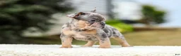 French Bulldog dogs for sale: Mason – Blue & Tan Merle - Ad 5