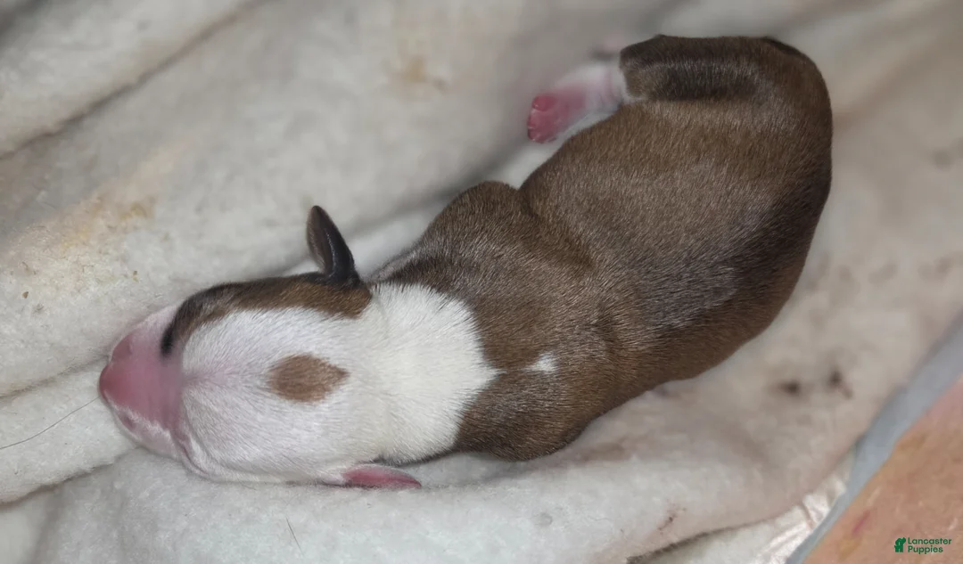 Dachshund dogs for sale: Dachshund Puppy 3 - Ad 1