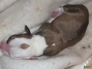 Dachshund dogs Dachshund Puppy 3 - Ad 9