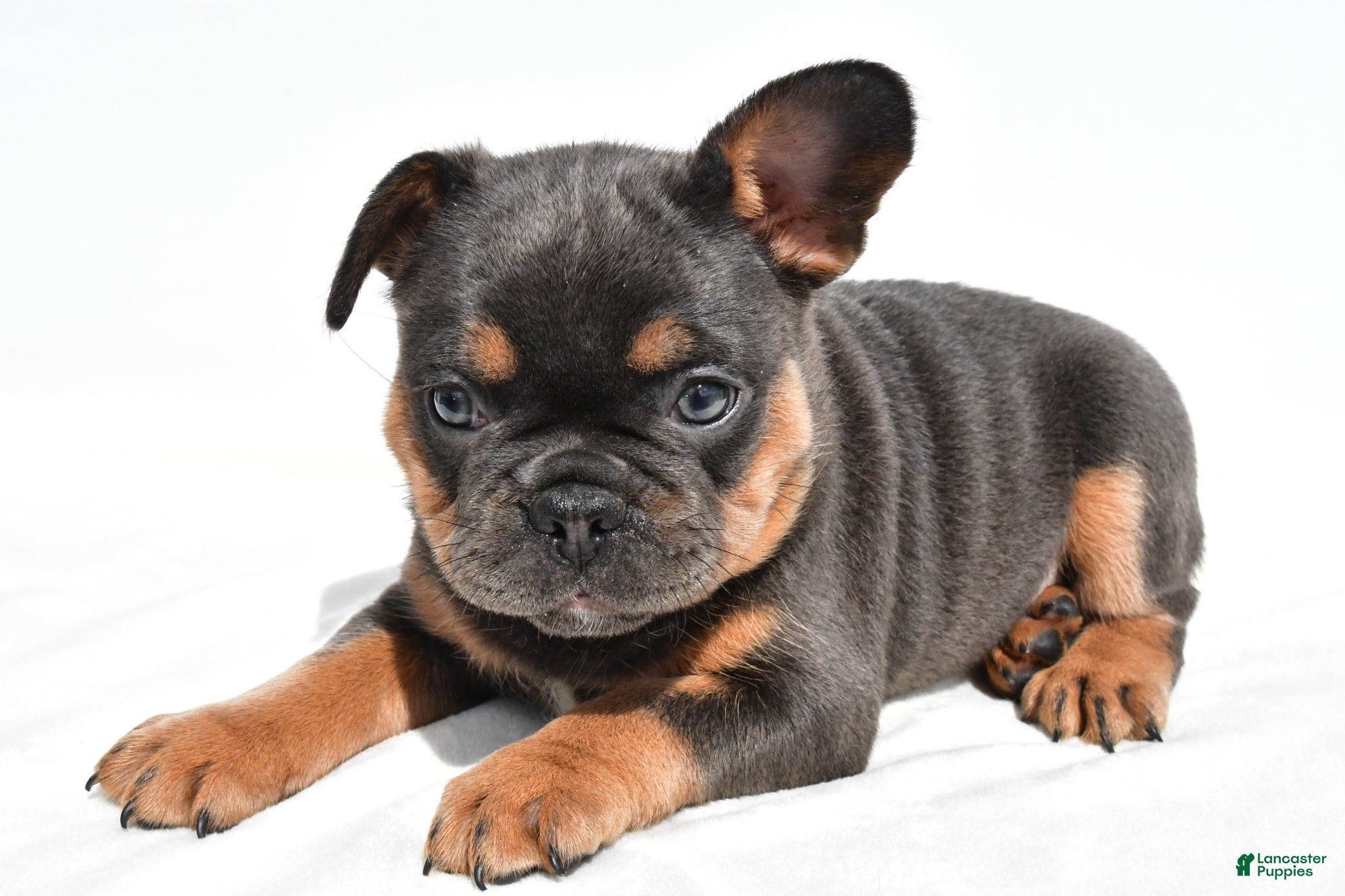 French Bulldog dogs Zora  - Ad 2