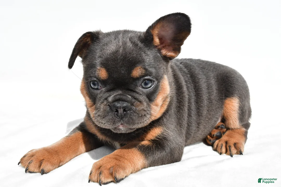 French Bulldog dogs for sale: Zora  - Ad 2