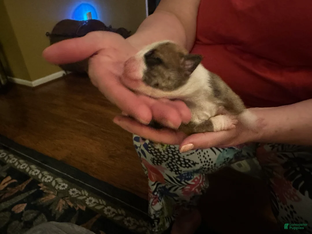 Mixed Breed dogs for sale: English Bulldog Puppy 10 - Ad 3