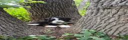Mini Bernedoodle dogs for sale: Bruno Jr. - Ad 2