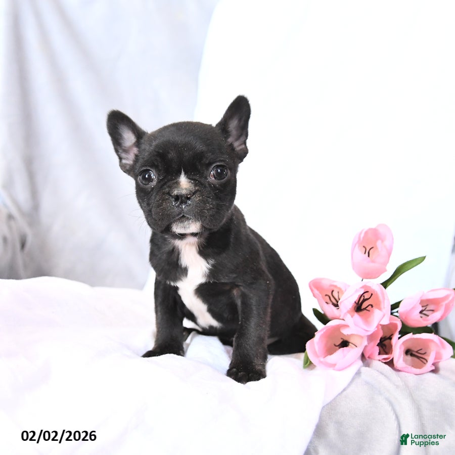 Frenchton dogs Smores - Ad 2