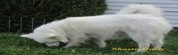 American Eskimo dogs for sale: Diamond - Ad 5