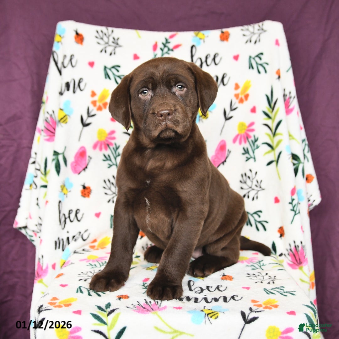 Labrador Retriever dogs for sale: Princess - Ad 2