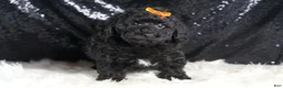 Toy Poodle dogs for sale: Romeo - Ad 5