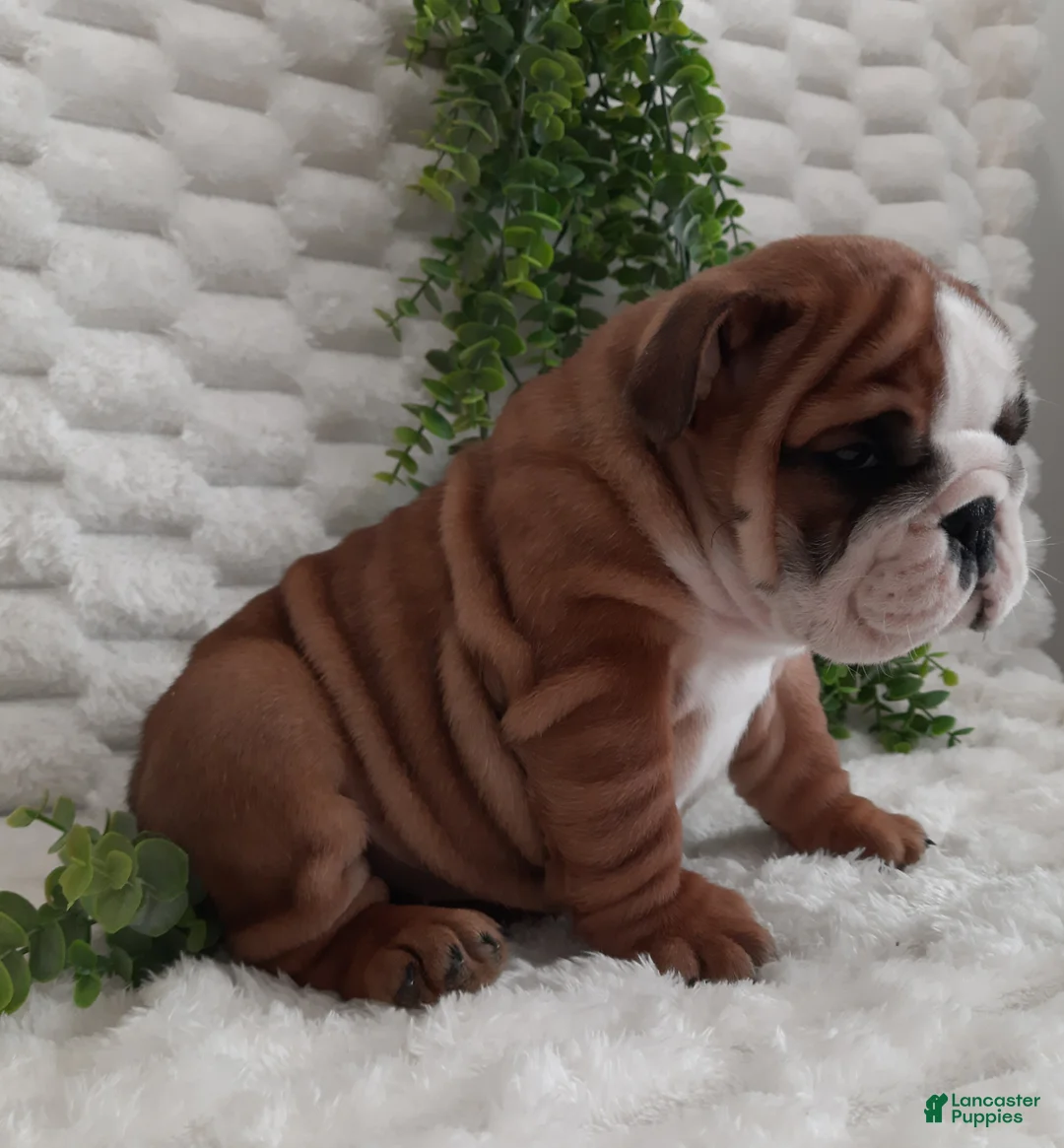 English Bulldog dogs for sale: Dana - Ad 5