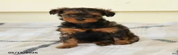 Yorkiepoo dogs for sale: Cecilia - Ad 3