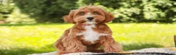 Cavapoo dogs for sale: Harper - Ad 5