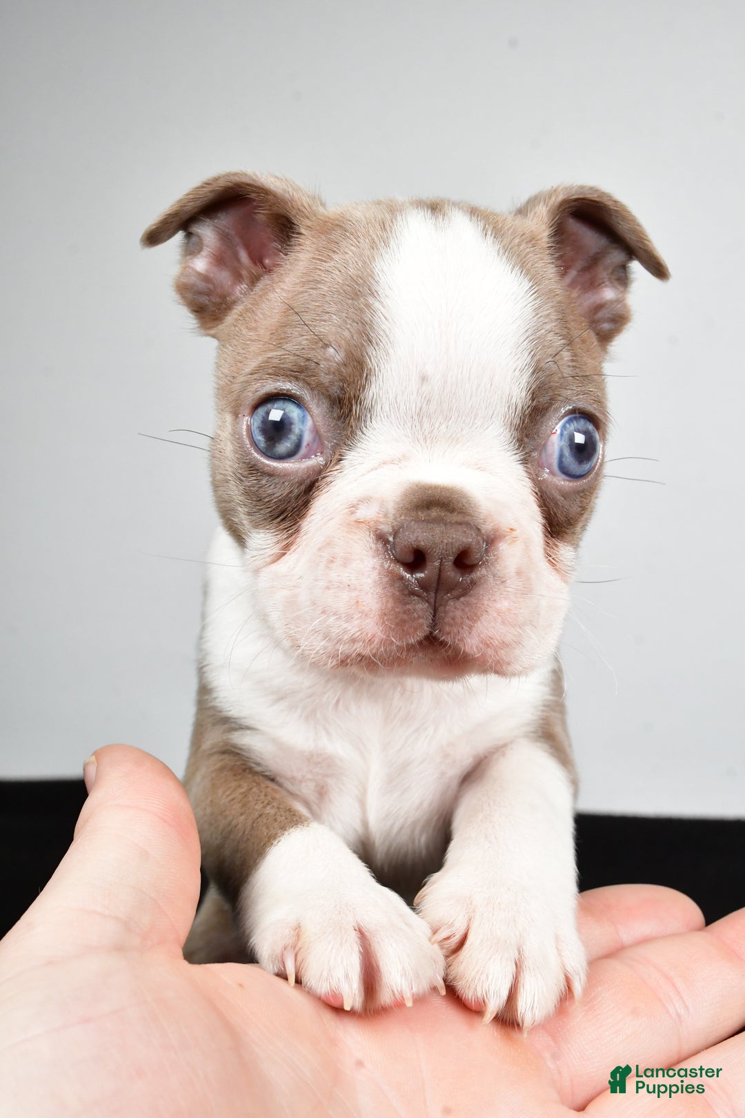 Boston Terrier dogs for sale: Jordan - Ad 10