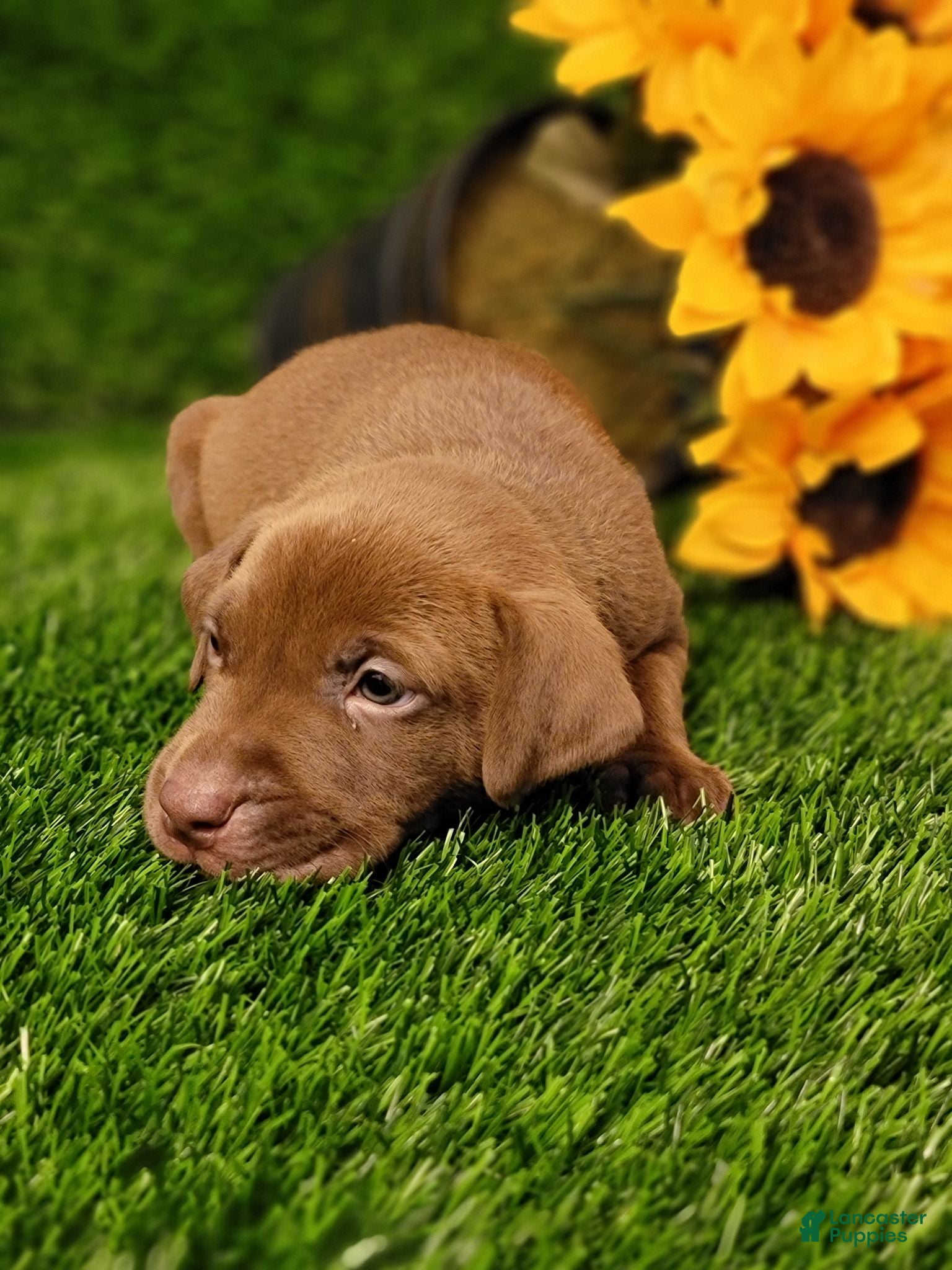 Mixed Breed dogs Nala (Light Blue collar) FEMALE - Ad 1
