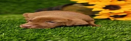 Mixed Breed dogs for sale: Nala (Light Blue collar) FEMALE - Ad 1