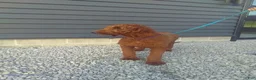 Mini Goldendoodle dogs for sale: Max - Ad 6
