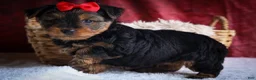 Yorkshire Terrier dogs for sale: DOC - Ad 18