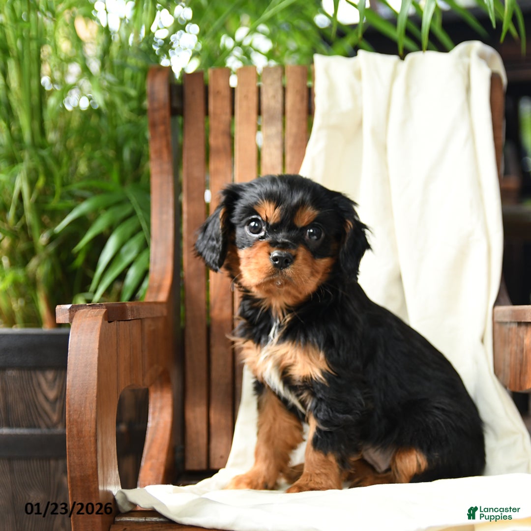 Cavalier King Charles Spaniel dogs for sale: Blueberry - Ad 3