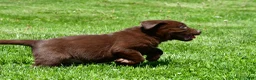 Labrador Retriever dogs for sale: Chase - Ad 4