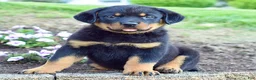 Rottweiler dogs for sale: Wilder - Ad 5