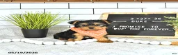Yorkshire Terrier dogs for sale: Duke - Ad 8