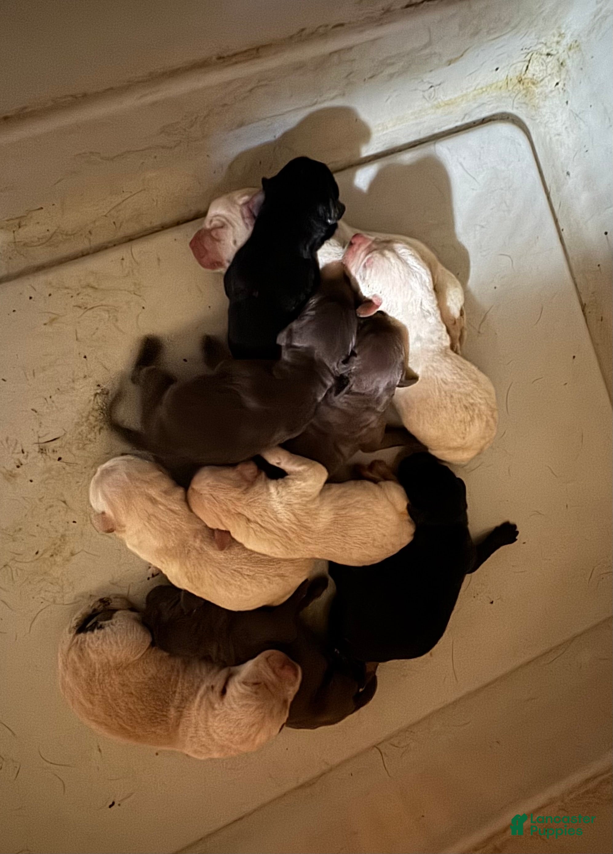 Mixed Breed dogs F1B Pointador 2 - Ad 7