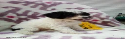 Miniature Poodle dogs for sale: Rainbow - Ad 5