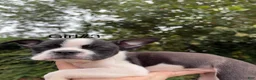 Boston Terrier dogs for sale: Boston Terrier 5 - Ad 6
