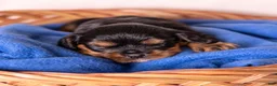 Cavalier King Charles Spaniel dogs for sale: Bravo  - Ad 10