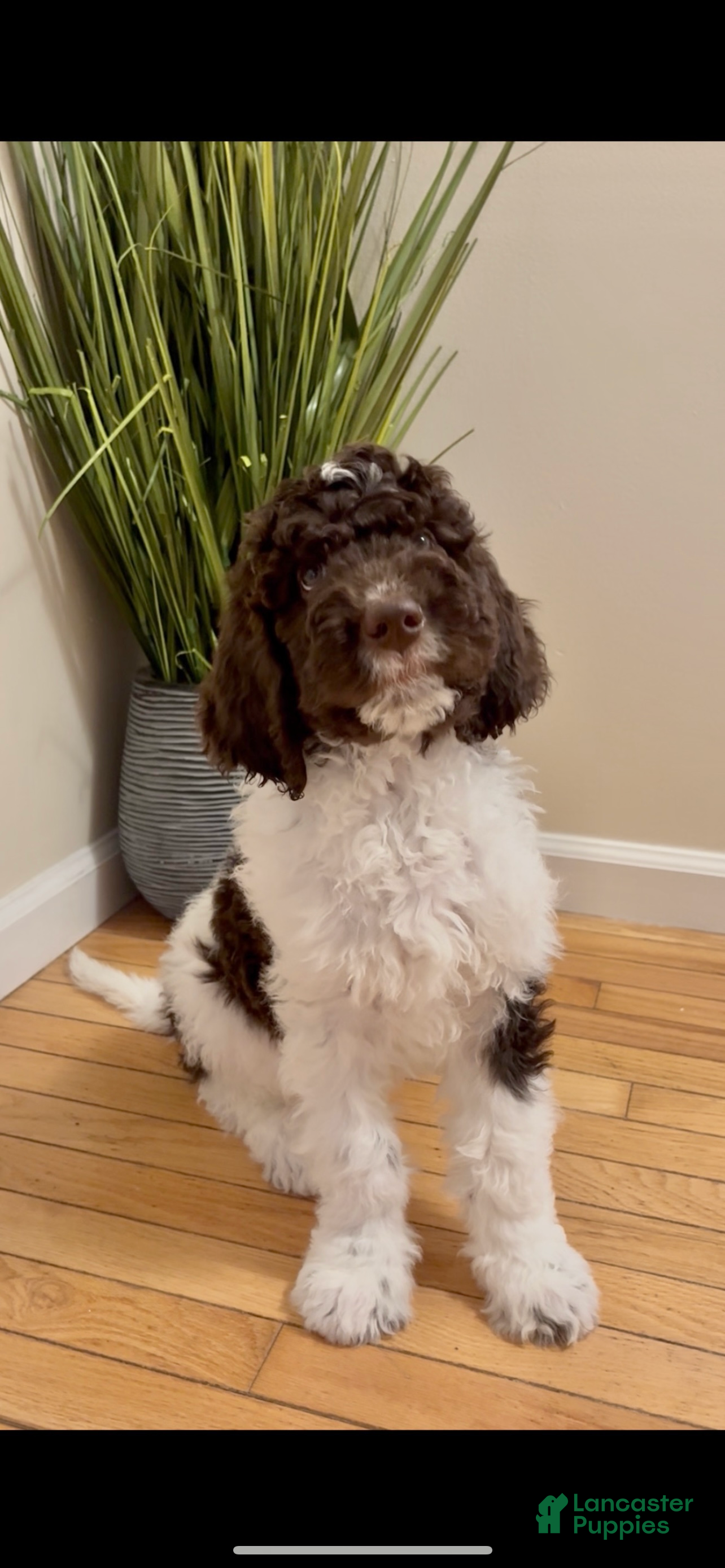 Double Doodle dogs Prancer - Ad 11