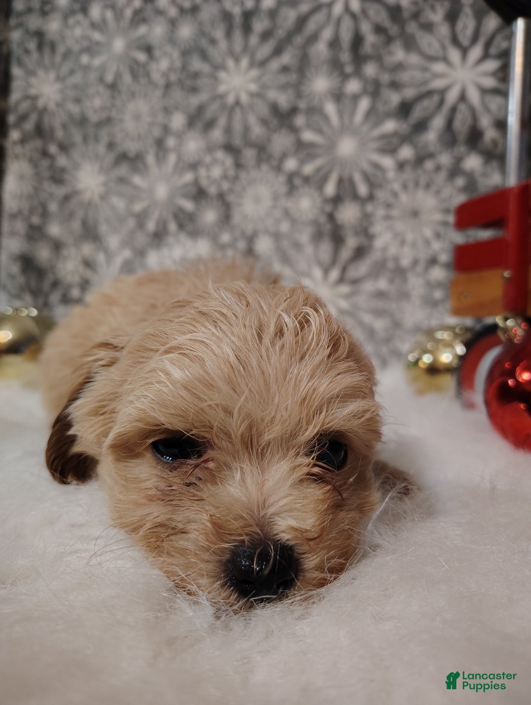 Maltipoo dogs for sale: Ace - Ad 6