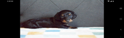 Miniature Dachshund dogs for sale: Miniature Dachshund Puppy 2 - Ad 6