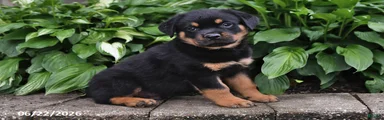 Sarge