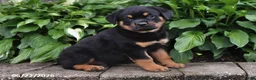 Rottweiler dogs for sale: Sarge - Ad 1