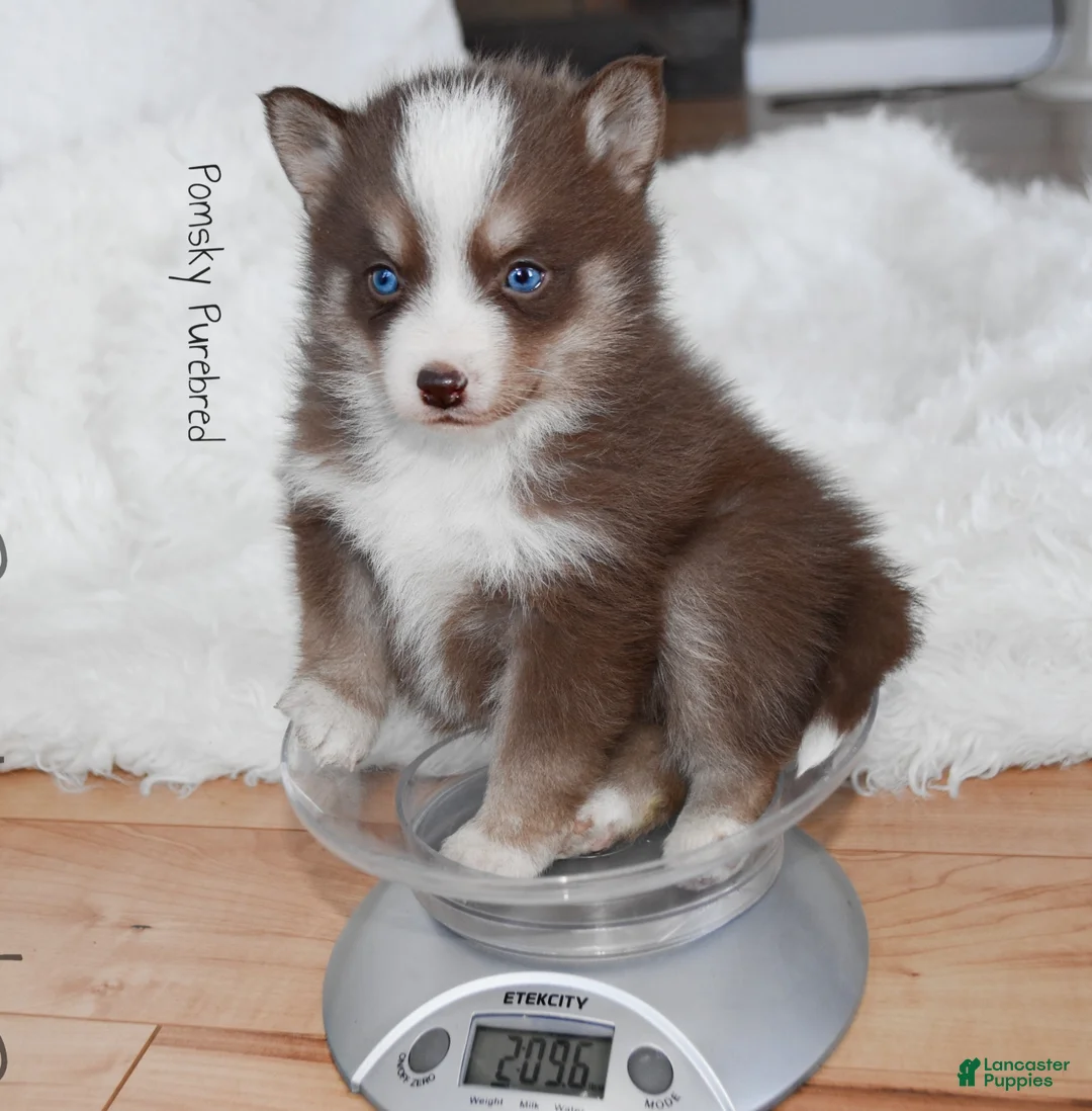 Pomsky dogs for sale: Truffle Tiny Pomsky - Ad 1