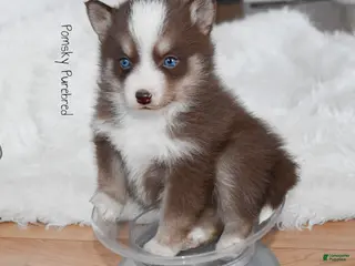 Pomsky dogs Truffle Tiny Pomsky - Ad 4