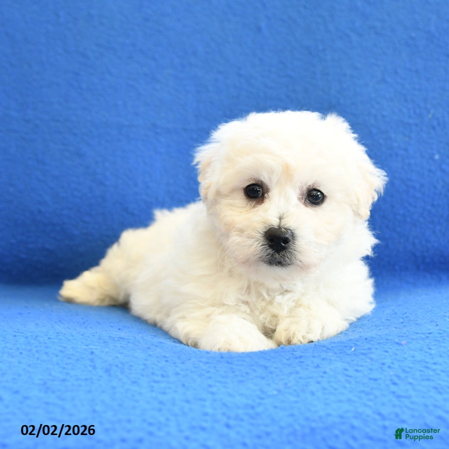 Bichon Frise dogs Fern - Ad 2