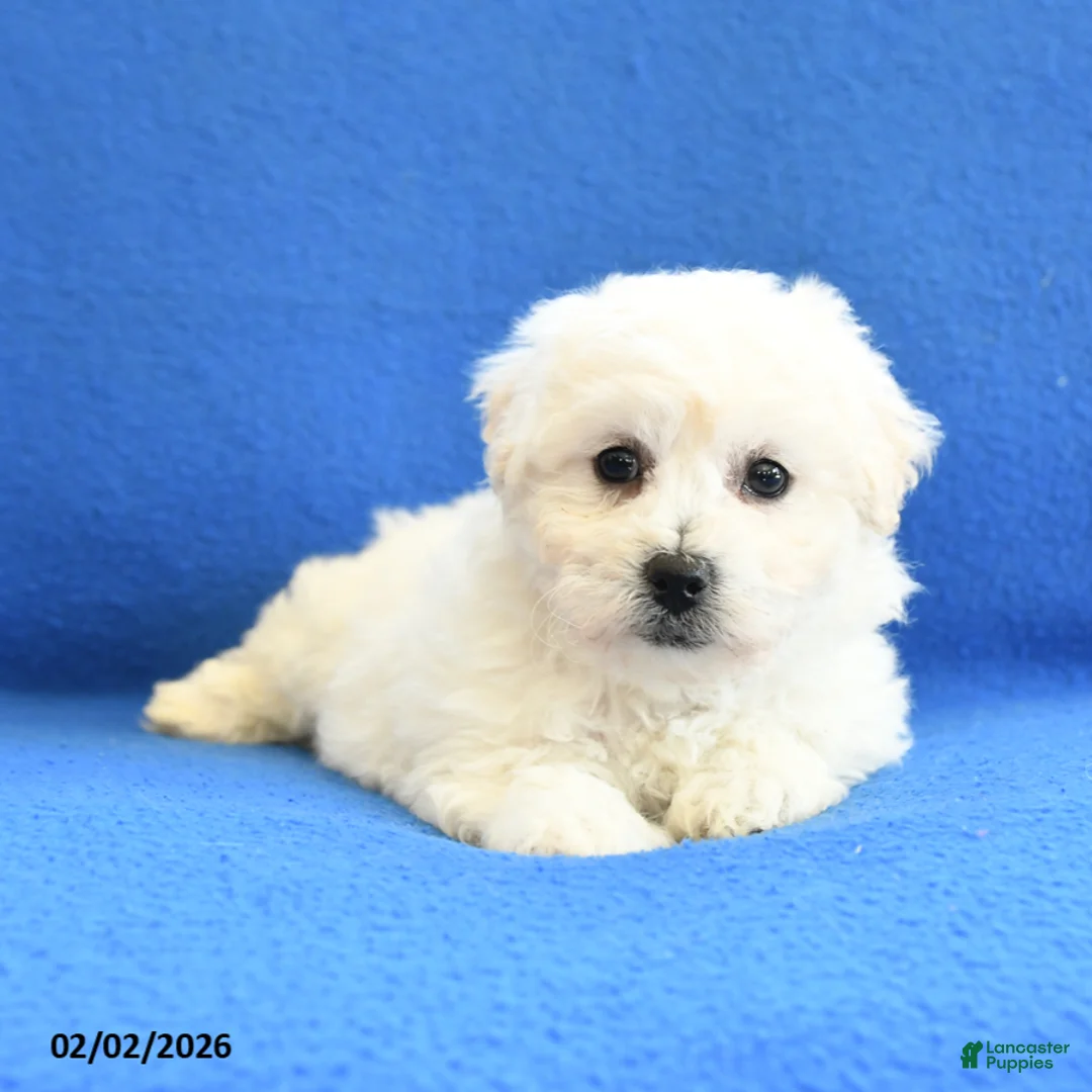 Bichon Frise dogs for sale: Fern - Ad 2