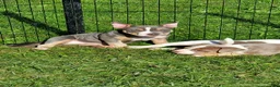American Bully dogs for sale: American Bully 1 - Ad 14