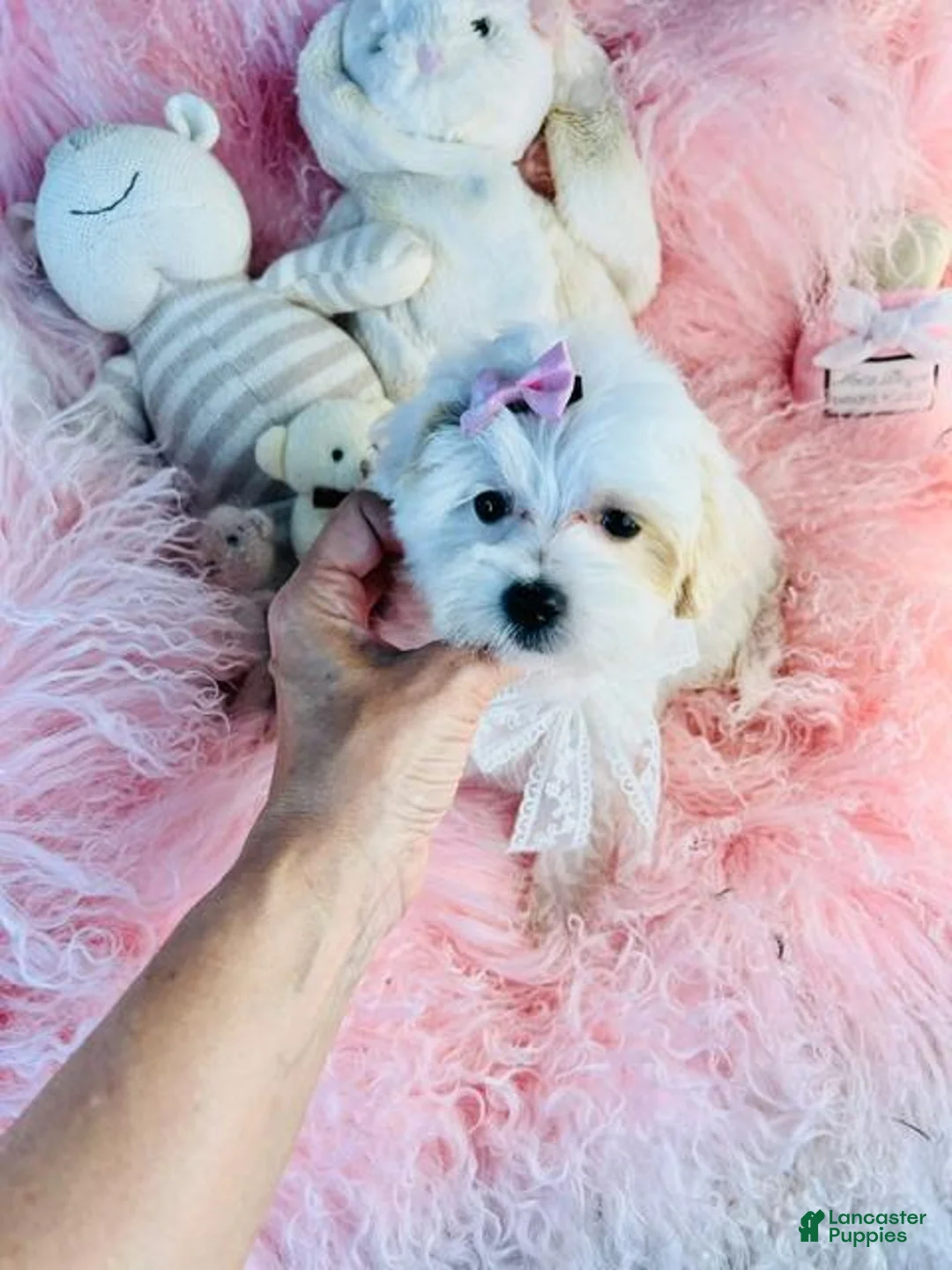 Maltese dogs for sale: Maltese  - Ad 2