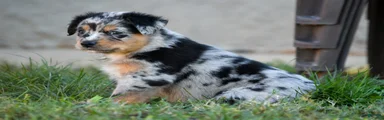 Miniature Australian Shepherd 1