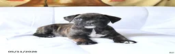 Boxer dogs for sale: Bear - Ad 2