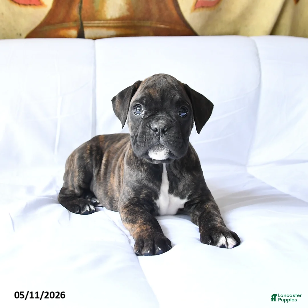 Boxer dogs for sale: Bear - Ad 2