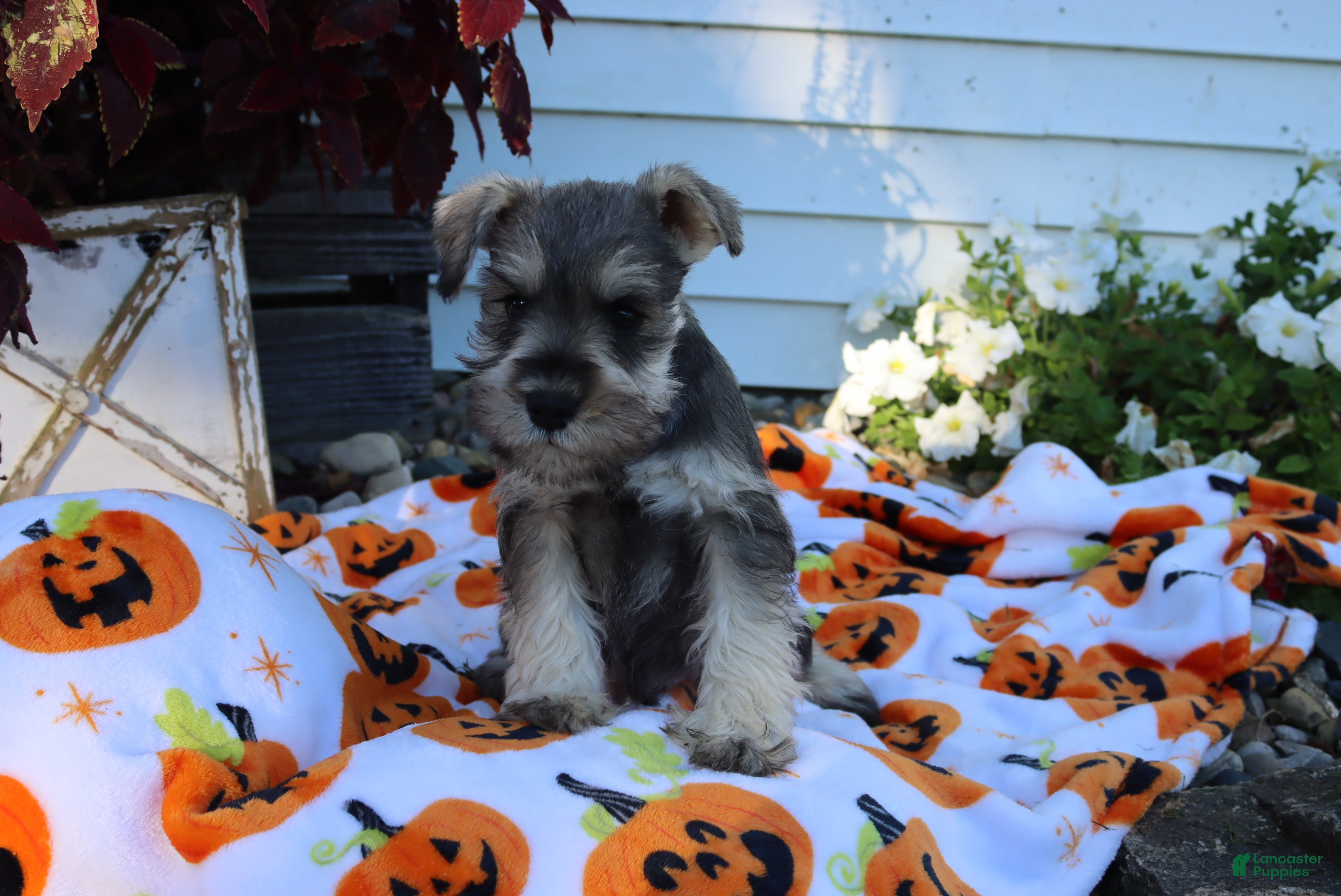 Miniature Schnauzer dogs Lane - Ad 1