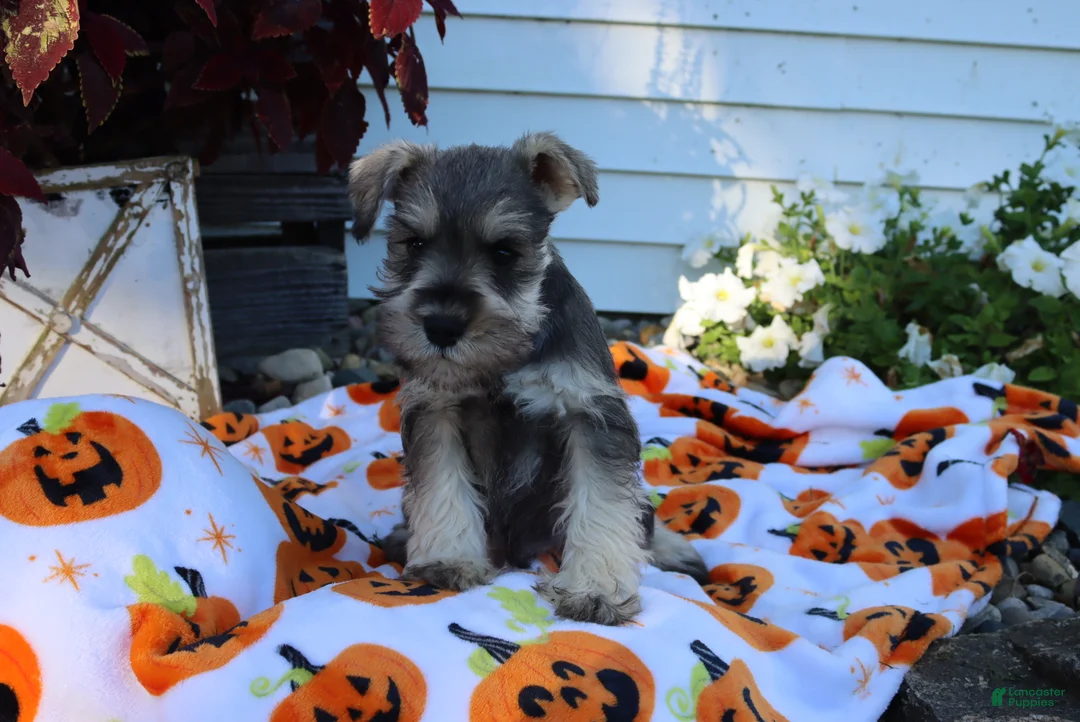 Miniature Schnauzer dogs for sale: Lane - Ad 1